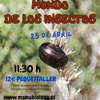 Sábados. El maravilloso mundo de los insectos