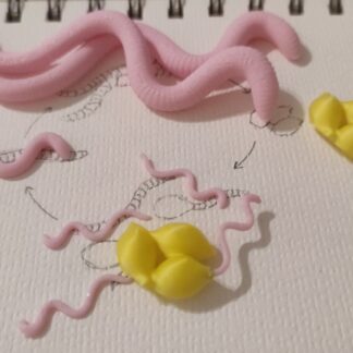 Ciclo lombriz 3D