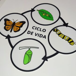 Ciclos vitales