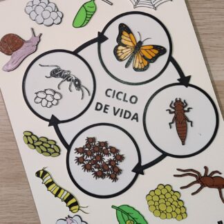 Ciclos de vida (animales)